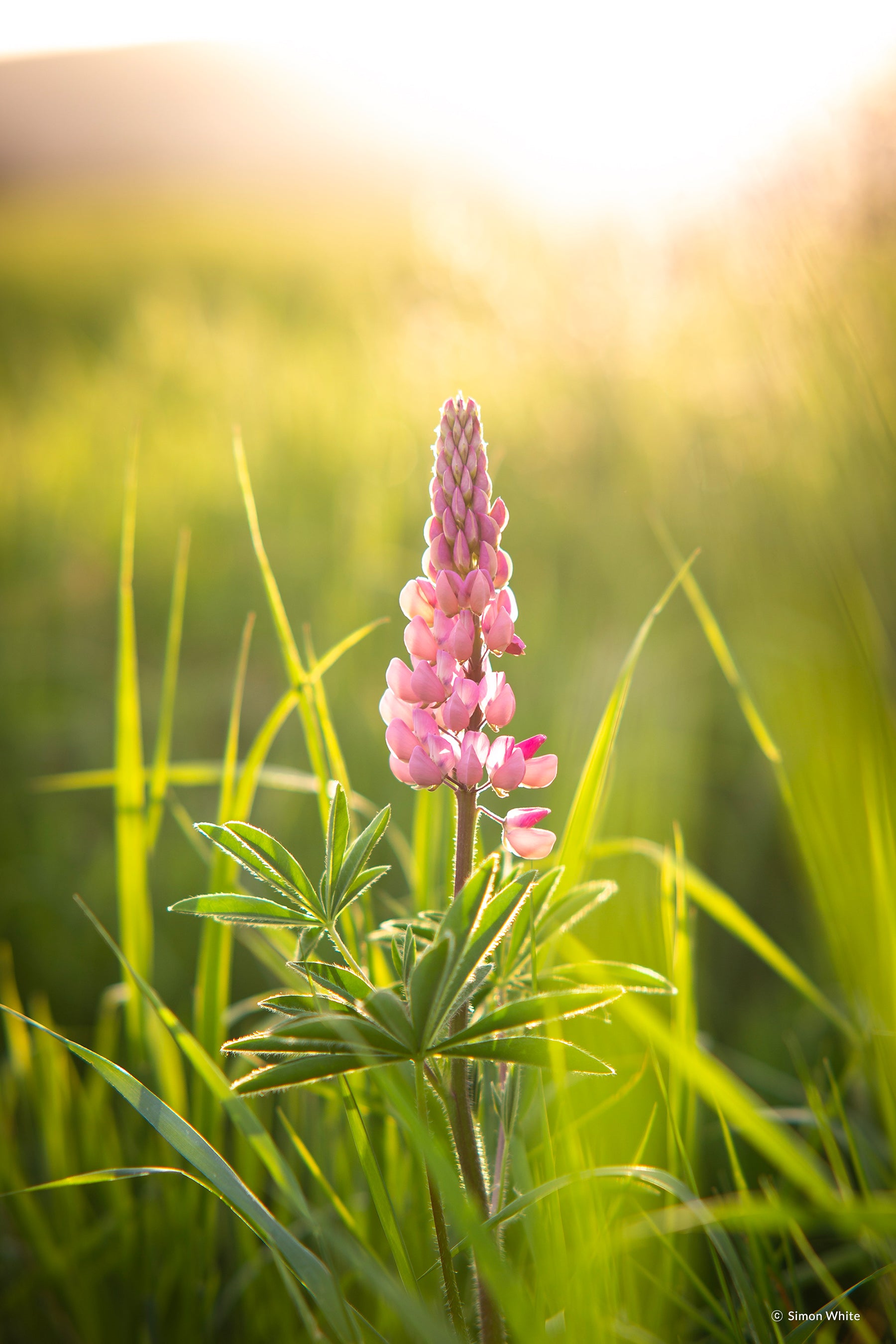 Samyang AF 85mm f/1.4 EF Lens for Canon EF - The Camerashop